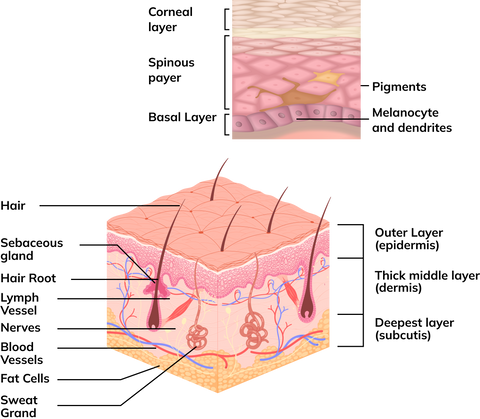 The Skin and How It Works