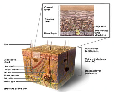 The Skin and How It Works